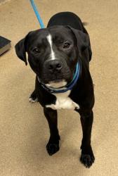 Shelter Stray Male Dog last seen I 285 @ BOULDERCREST, 30316, GA, 3280 Chamblee Dunwoody Rd, Chamblee, GA 30341, USA