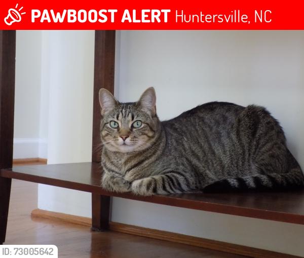 Lost Female Cat last seen Northstone Golf Course, Huntersville, NC 28078