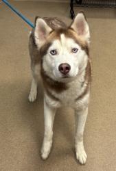Shelter Stray Male Dog last seen I 285 @ BOULDERCREST, 30316, GA, 3280 Chamblee Dunwoody Rd, Chamblee, GA 30341, USA