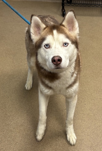 Shelter Stray Male Dog last seen I 285 @ BOULDERCREST, 30316, GA, 3280 Chamblee Dunwoody Rd, Chamblee, GA 30341, USA