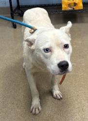Shelter Stray Male Dog last seen Near Chapel Ridge Cir Decatur, 30034, 30034, GA, 3280 Chamblee Dunwoody Rd, Chamblee, GA 30341, USA