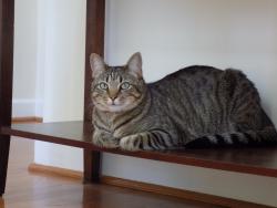 Lost Female Cat last seen Northstone Golf Course, Huntersville, NC 28078