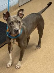 Shelter Stray Female Dog last seen Near Memorial Drive Stone Mountain, 30083, 30083, GA, 3280 Chamblee Dunwoody Rd, Chamblee, GA 30341, USA