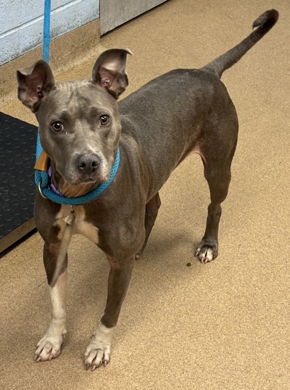 Shelter Stray Female Dog last seen Near Memorial Drive Stone Mountain, 30083, 30083, GA, 3280 Chamblee Dunwoody Rd, Chamblee, GA 30341, USA