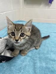 Shelter Stray Female Cat last seen Near Crofton Rd, 21239, MD, 301 Stockholm St, Baltimore, MD 21230, USA