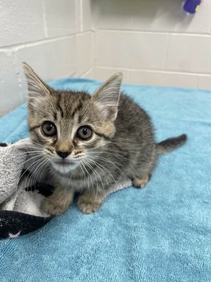 Shelter Stray Female Cat last seen Near Crofton Rd, 21239, MD, 301 Stockholm St, Baltimore, MD 21230, USA