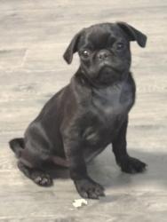 Lost Male Dog last seen 12th St and cave Creek Rd , Phoenix, AZ 85020