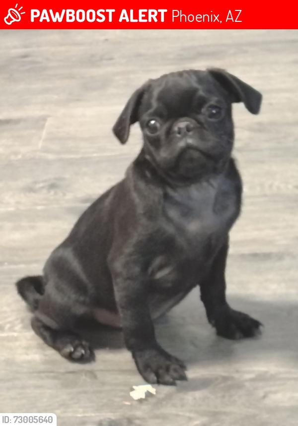 Lost Male Dog last seen 12th St and cave Creek Rd , Phoenix, AZ 85020