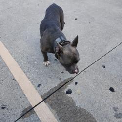 Found/Stray Male Dog last seen At the Walgreens, Houston, TX 77066