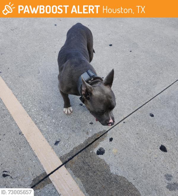 Found/Stray Male Dog last seen At the Walgreens, Houston, TX 77066