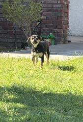 Found/Stray Unknown Dog last seen Helm and Gettysburg, Clovis, CA 93612