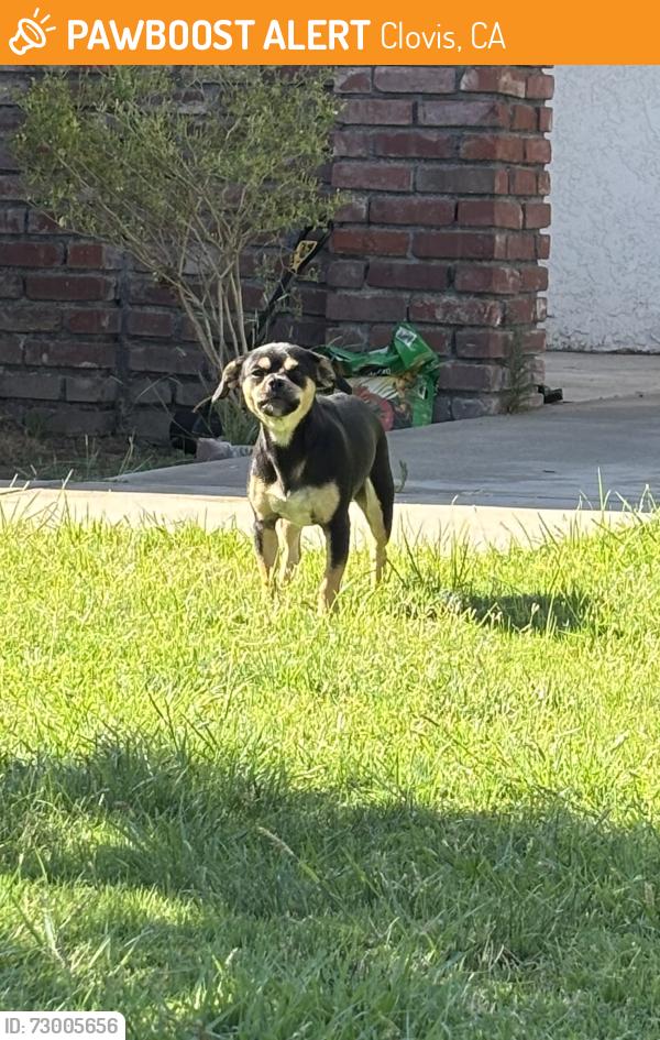 Found/Stray Unknown Dog last seen Helm and Gettysburg, Clovis, CA 93612