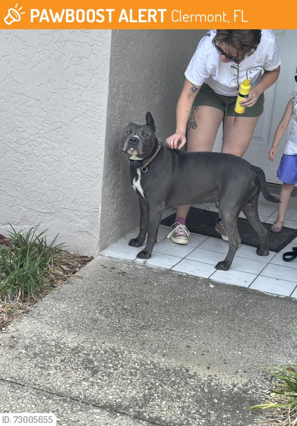 Found/Stray Male Dog last seen Oswalt and Rosehill drive, Clermont, FL 34711