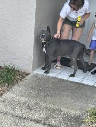 Found/Stray Male Dog last seen Oswalt and Rosehill drive, Clermont, FL 34711