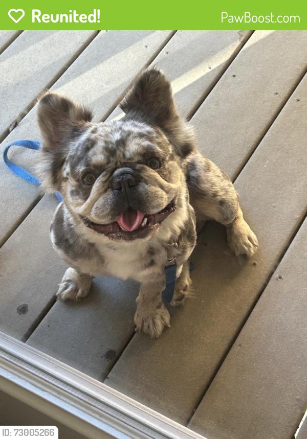 Reunited Female Dog last seen Near Corte Flores, Chula Vista, CA 91914, USA, Chula Vista, CA 91914