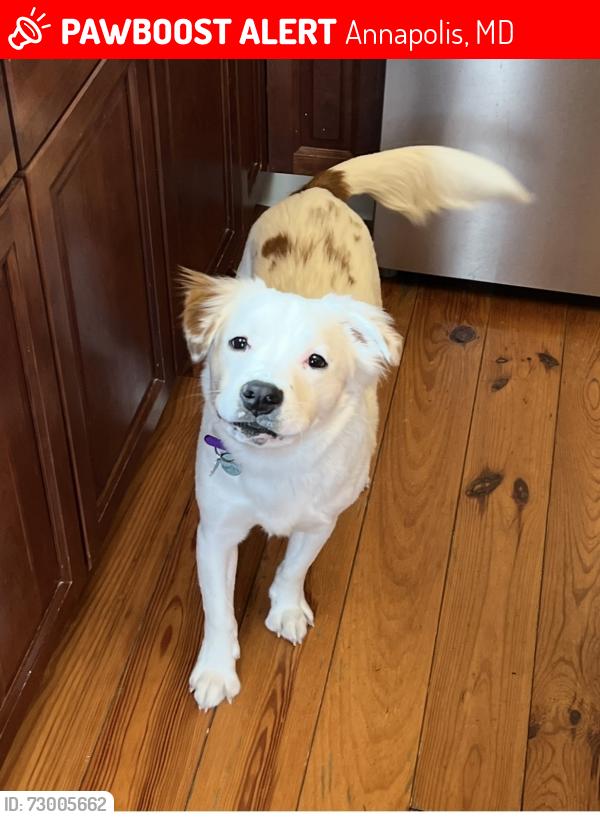 Lost Male Dog last seen Madison place and West Street near Sailor Oyster Bar , Annapolis, MD 21401