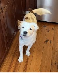 Lost Male Dog last seen Madison place and West Street near Sailor Oyster Bar , Annapolis, MD 21401