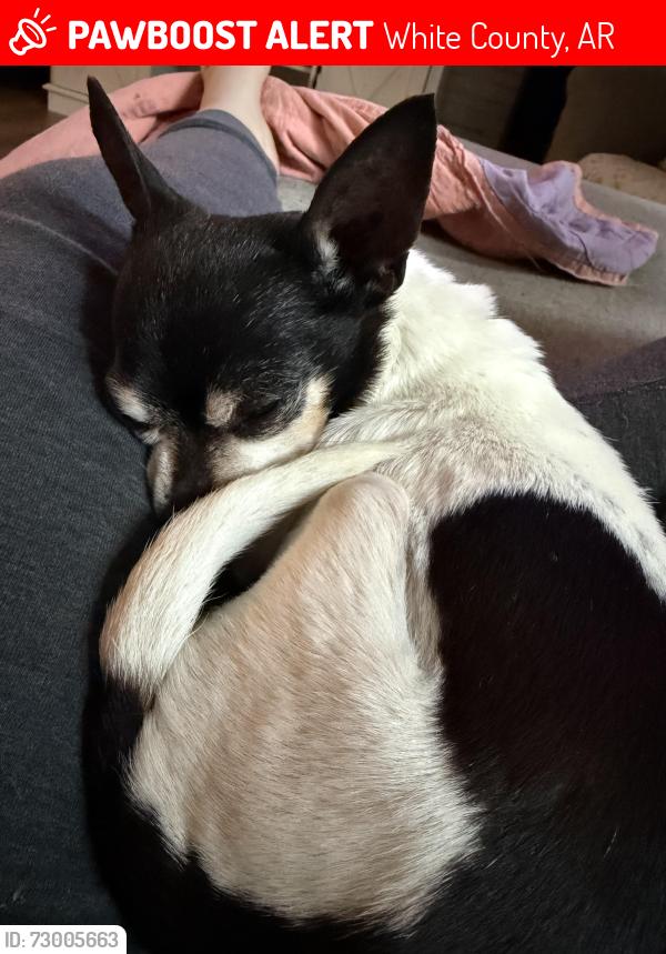 Lost Male Dog last seen Shiloh Baptist church, White County, AR 72102