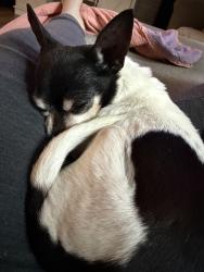 Lost Male Dog last seen Shiloh Baptist church, White County, AR 72102