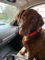 Reunited Female Dog last seen Christ Church Birmingham, Birmingham, AL 35244
