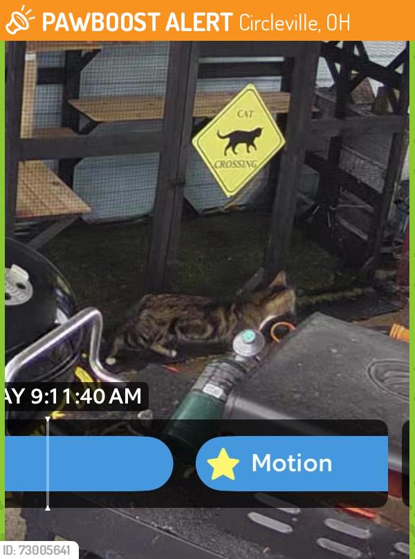 Found/Stray Male Cat last seen Maumee Drive & Clark Drive, Circleville, OH 43113