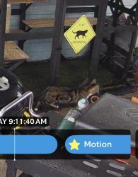Found/Stray Male Cat last seen Maumee Drive & Clark Drive, Circleville, OH 43113