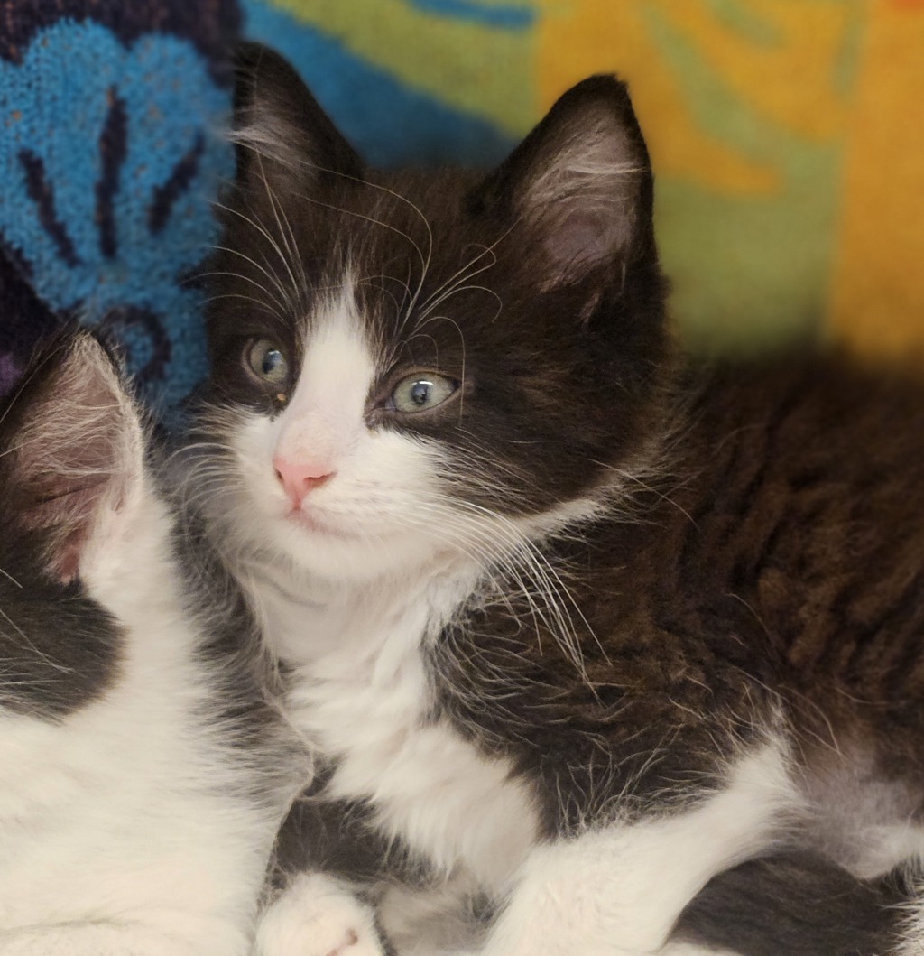 Shelter Stray Female Cat last seen Near Edgemoor Drive, OAKLAND, CA, 94621, 8323 Baldwin St, Oakland, CA 94621, USA