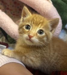 Shelter Stray Male Cat last seen Near Mar Vista Drive, Vista, CA, 92081, Oceanside, CA 92058, USA