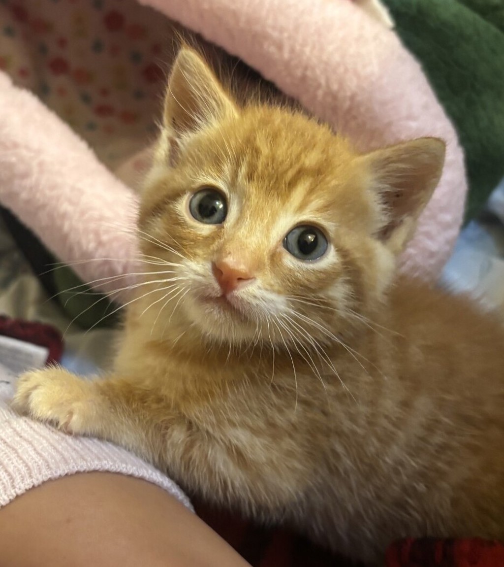 Shelter Stray Male Cat last seen Near Mar Vista Drive, Vista, CA, 92081, Oceanside, CA 92058, USA
