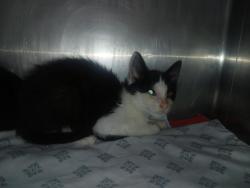 Shelter Stray Female Cat last seen Near St. Paul'S Avenue, STATEN ISLAND, NY, 10301, 3139 Veterans Rd W, Staten Island, NY 10309, USA