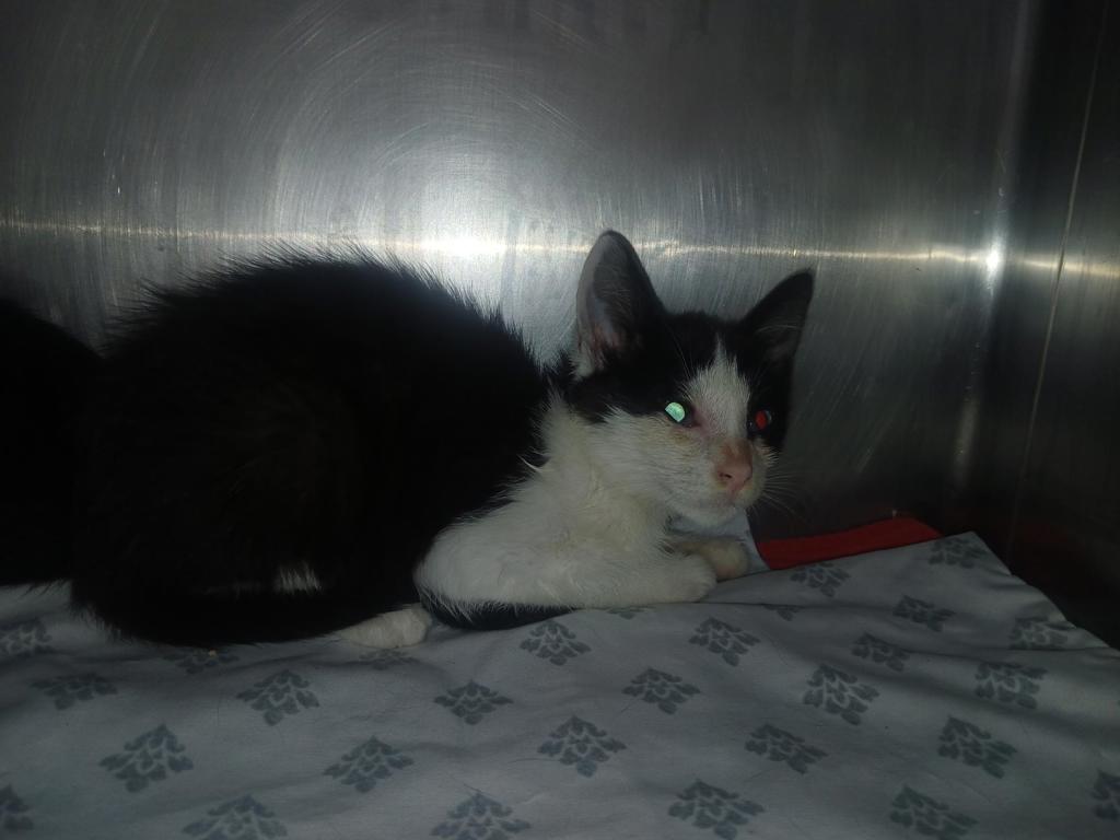 Shelter Stray Female Cat last seen Near St. Paul'S Avenue, STATEN ISLAND, NY, 10301, 3139 Veterans Rd W, Staten Island, NY 10309, USA
