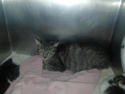 Shelter Stray Female Cat last seen Near St. Paul'S Avenue, STATEN ISLAND, NY, 10301, 3139 Veterans Rd W, Staten Island, NY 10309, USA
