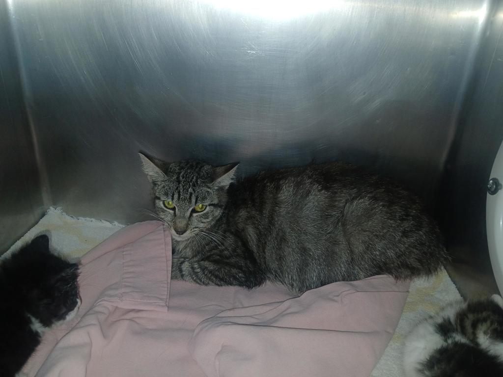 Shelter Stray Female Cat last seen Near St. Paul'S Avenue, STATEN ISLAND, NY, 10301, 3139 Veterans Rd W, Staten Island, NY 10309, USA