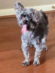 Lost Male Dog last seen Lemay ferry, St. Louis, MO 63125
