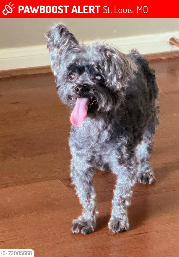 Lost Male Dog last seen Lemay ferry, St. Louis, MO 63125