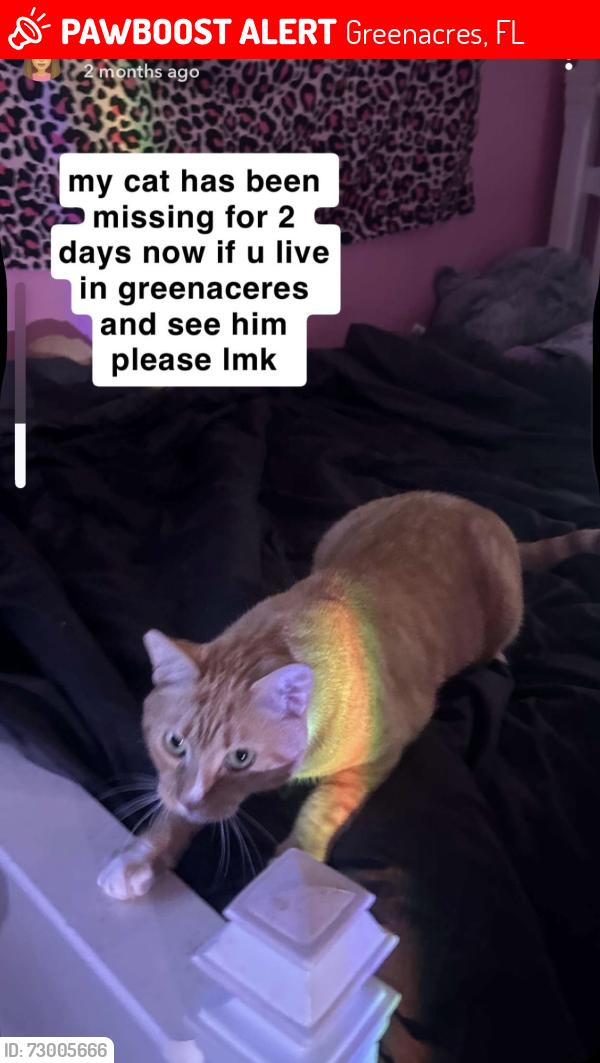 Lost Male Cat last seen jog and summit, Greenacres, FL 33463