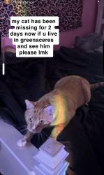 Lost Male Cat last seen jog and summit, Greenacres, FL 33463