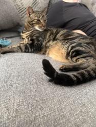 Reunited Male Cat last seen Kingsknowe Pkwy, Fort Worth, TX 76135