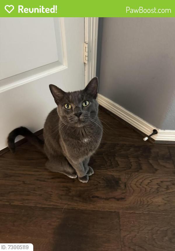 Reunited Male Cat last seen Fairfield Community , Houston, TX 77433