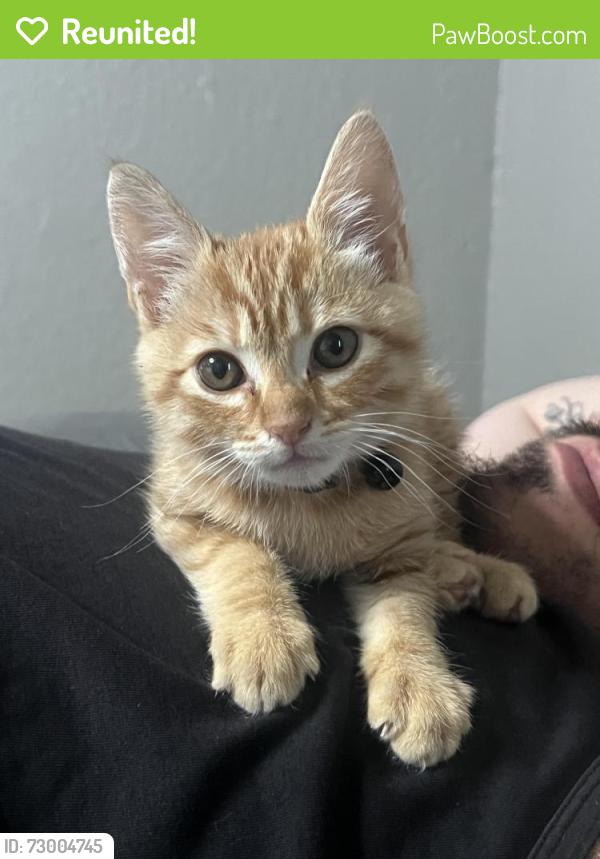 Reunited Male Cat last seen Cherryland, CA 94541, USA, Cherryland, CA 94541