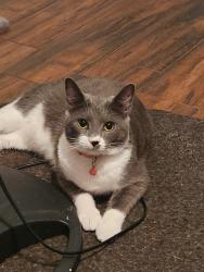 Reunited Male Cat last seen Palm harbor Florida , Palm Harbor, FL 34684