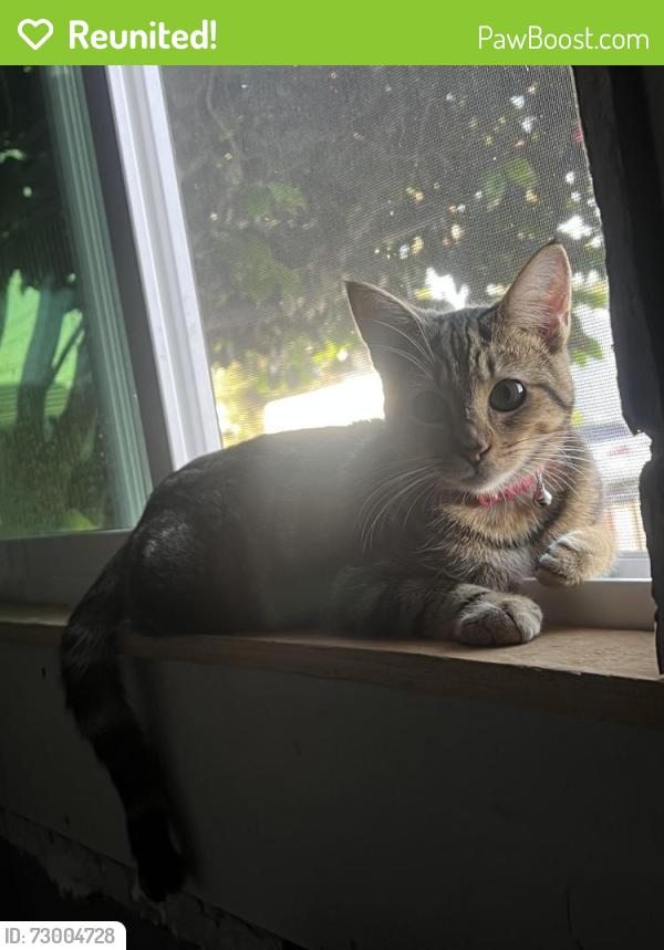 Reunited Female Cat last seen Cherryland, CA 94541, USA, Cherryland, CA 94541
