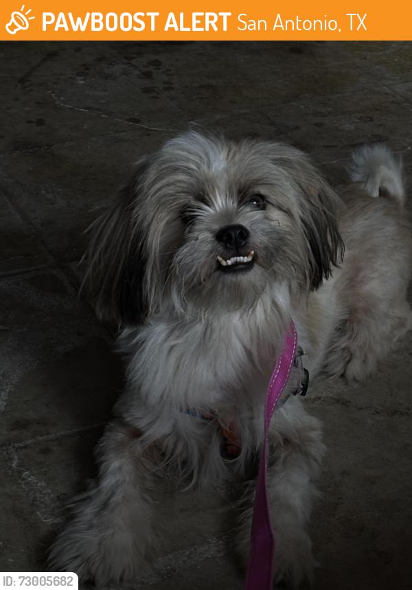 Found/Stray Male Dog last seen Marbach & Ellison Dr, San Antonio, TX 78245