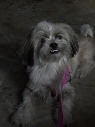 Found/Stray Male Dog last seen Marbach & Ellison Dr, San Antonio, TX 78245