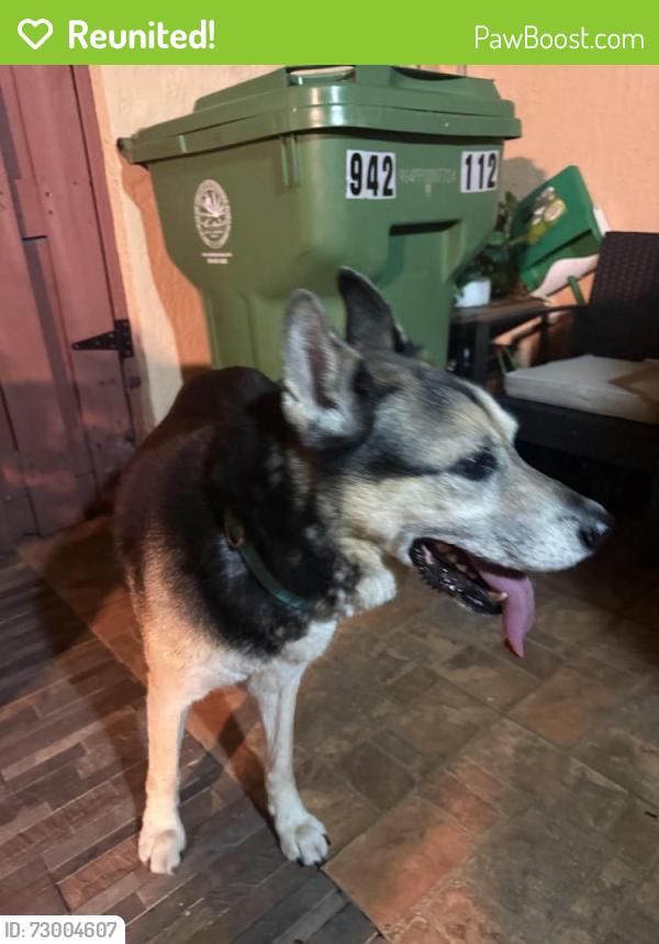 Reunited Male Dog last seen Near NW 57th Ave Miami Gardens, FL  33055 United States, Miami Gardens, FL 33055