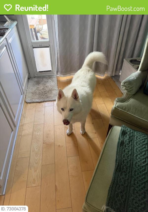 Reunited Male Dog last seen Wester ave, Torrance, CA 90501