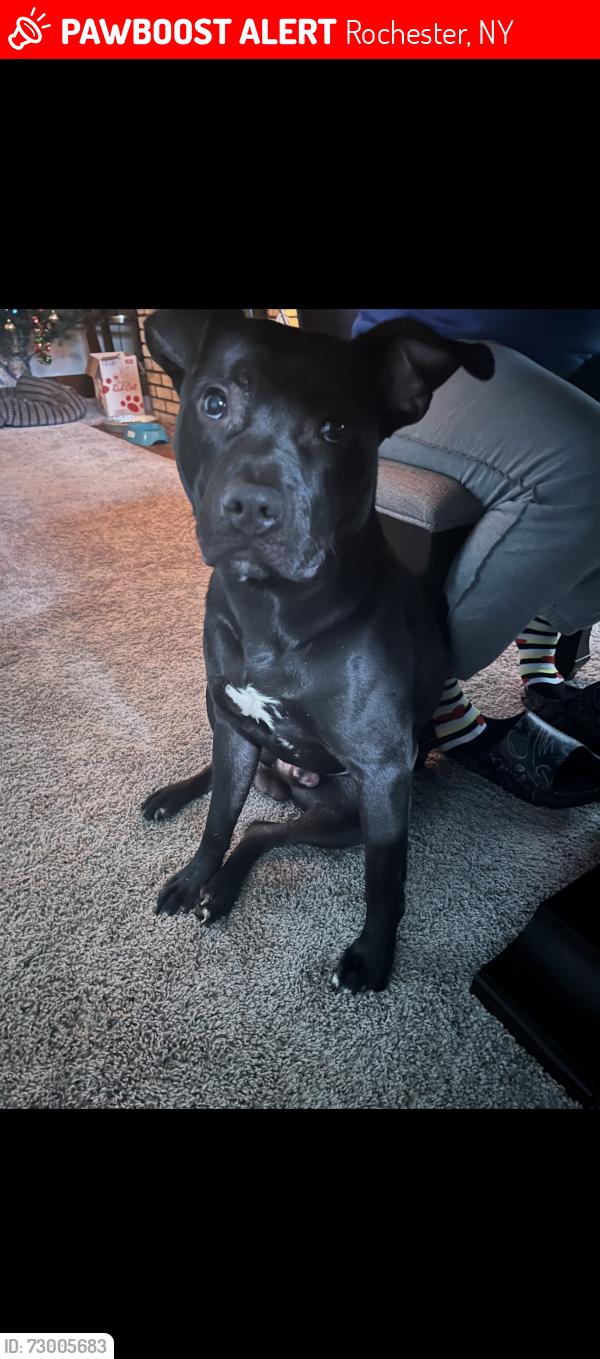Lost Male Dog last seen Canton St Glide St Otis St, Rochester, NY 14606