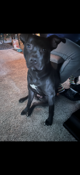 Lost Male Dog last seen Canton St Glide St Otis St, Rochester, NY 14606