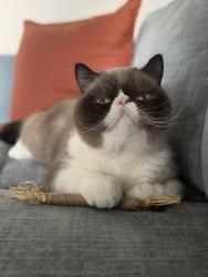 Reunited Male Cat last seen West 52nd Street between 9th & 10th Avenues, New York, NY 10019
