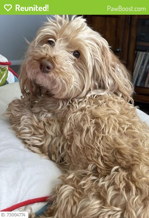 Reunited Male Dog last seen Seastrand park, North Las Vegas, NV 89084